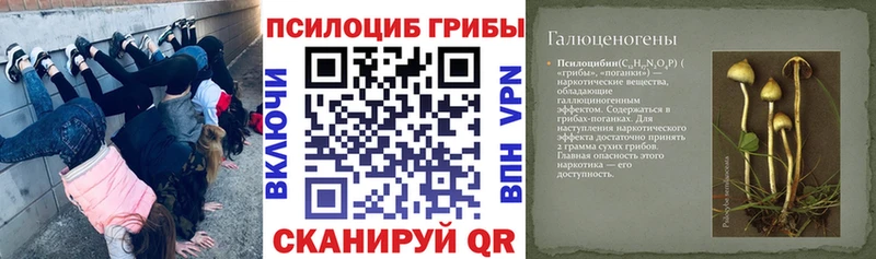 Галлюциногенные грибы Psilocybe  где купить наркоту  Алексеевка 